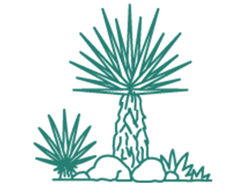 シンボルツリーになる植物を探している