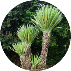 植物販売
